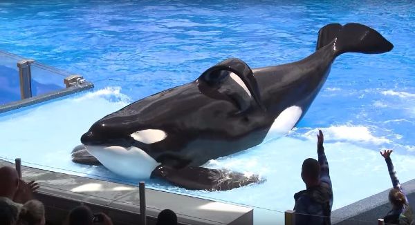 SeaWorld has announced that Tilikum the Orca whale has died