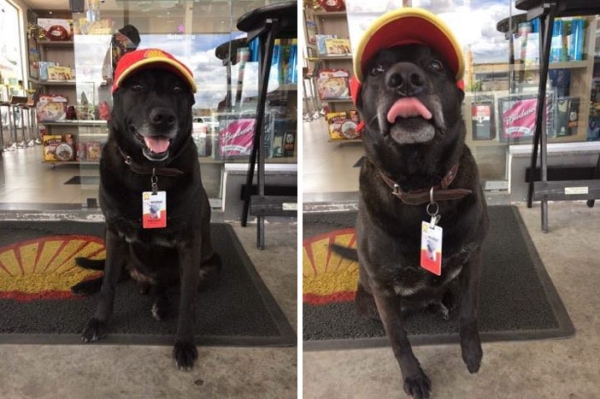 This abandoned dog landed himself a full-time job at a petrol station