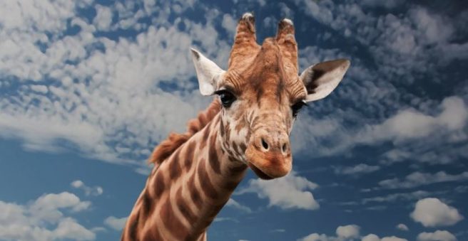 Silent extinction? Conservationists want to list giraffes as endangered