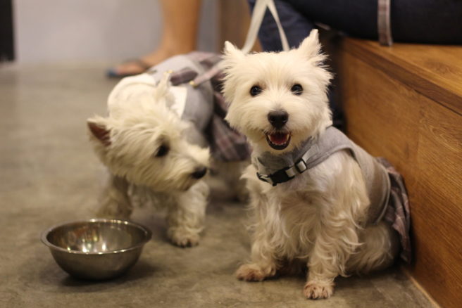 Doggie date night! This dog-friendly café opens for dinner tonight