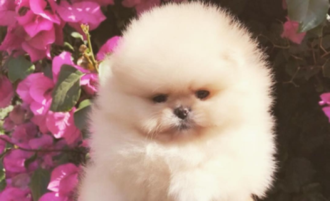 Sorry, but Kim Kardashian’s dog deserves his own Instagram page
