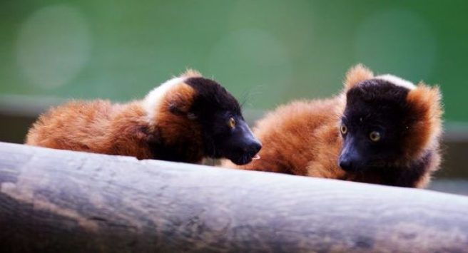 Lemur pups were born in Dublin Zoo and now they want to celebrate