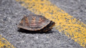 In unexpected news, JFK flights delayed because of tiny TURTLES