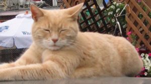RIP Mayor Stubbs: Alaskan town mourns loss of feline representative