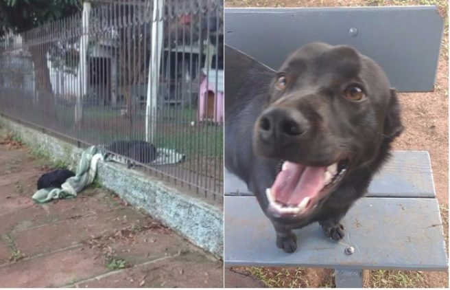 This pup dragged her new blanket outside so a stray dog could sleep