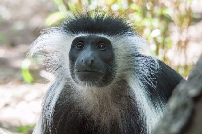 Mischievous monkey safe in his enclosure following daring escape Mischievous monkey safe in his enclosure following daring escape