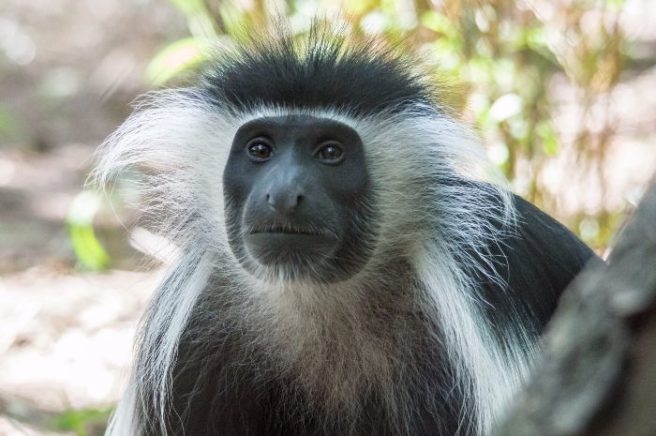 Escaped monkey returned to Irish wildlife park