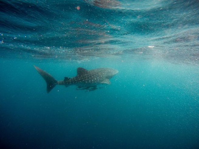There’s a shark in the water: Plot twist – the water is in Skerries