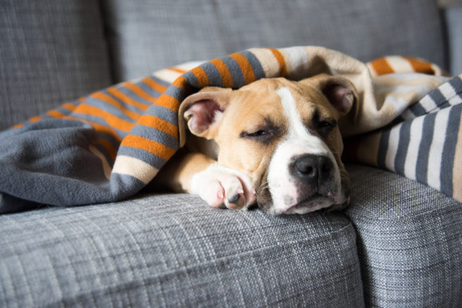 Italian woman wins right to paid leave to look after her sick dog